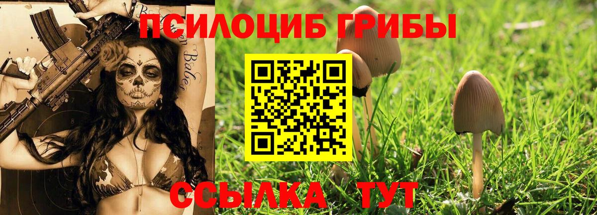 Галлюциногенные грибы Psilocybine cubensis  Апшеронск 